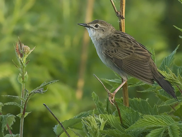 Pensassirkkalintu, Common Grasshopper Warbler, Locustella naevia